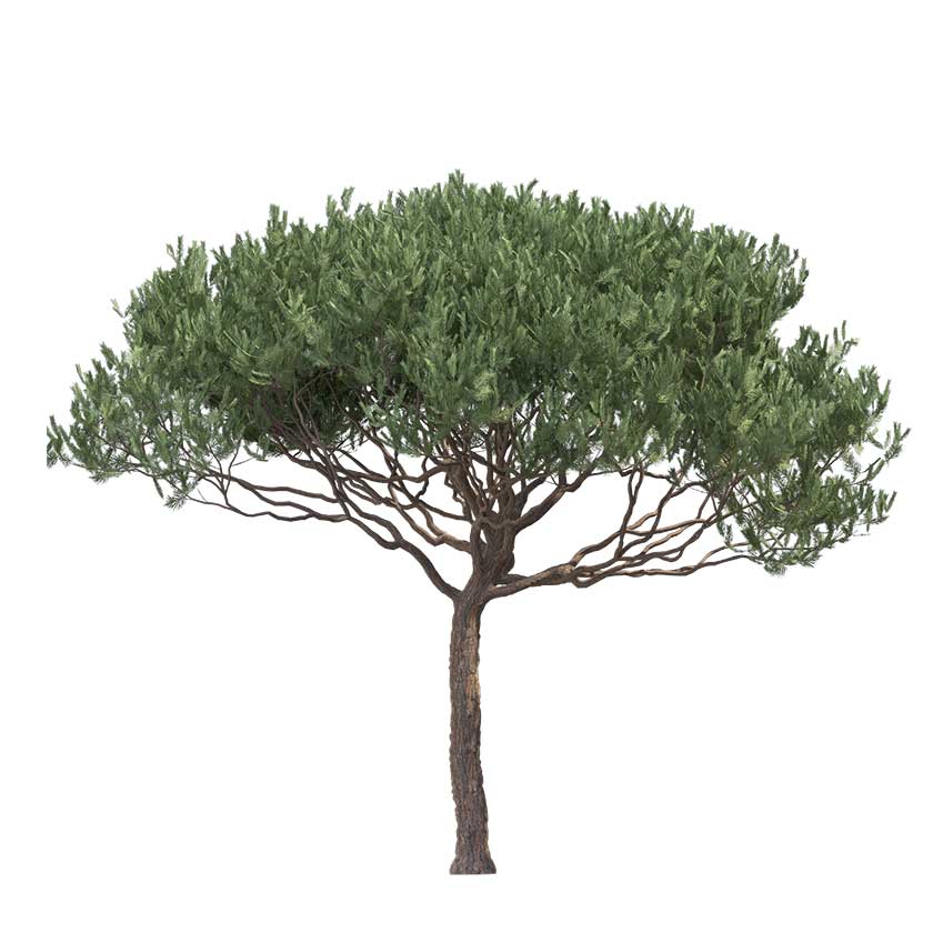 Pinus Pinaster - Maritime Pine